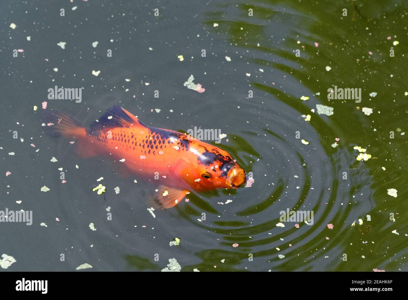 It's dinner time in the pond with a black and gold goldfish at the surface with its mouth open, sucking in food Stock Photo
