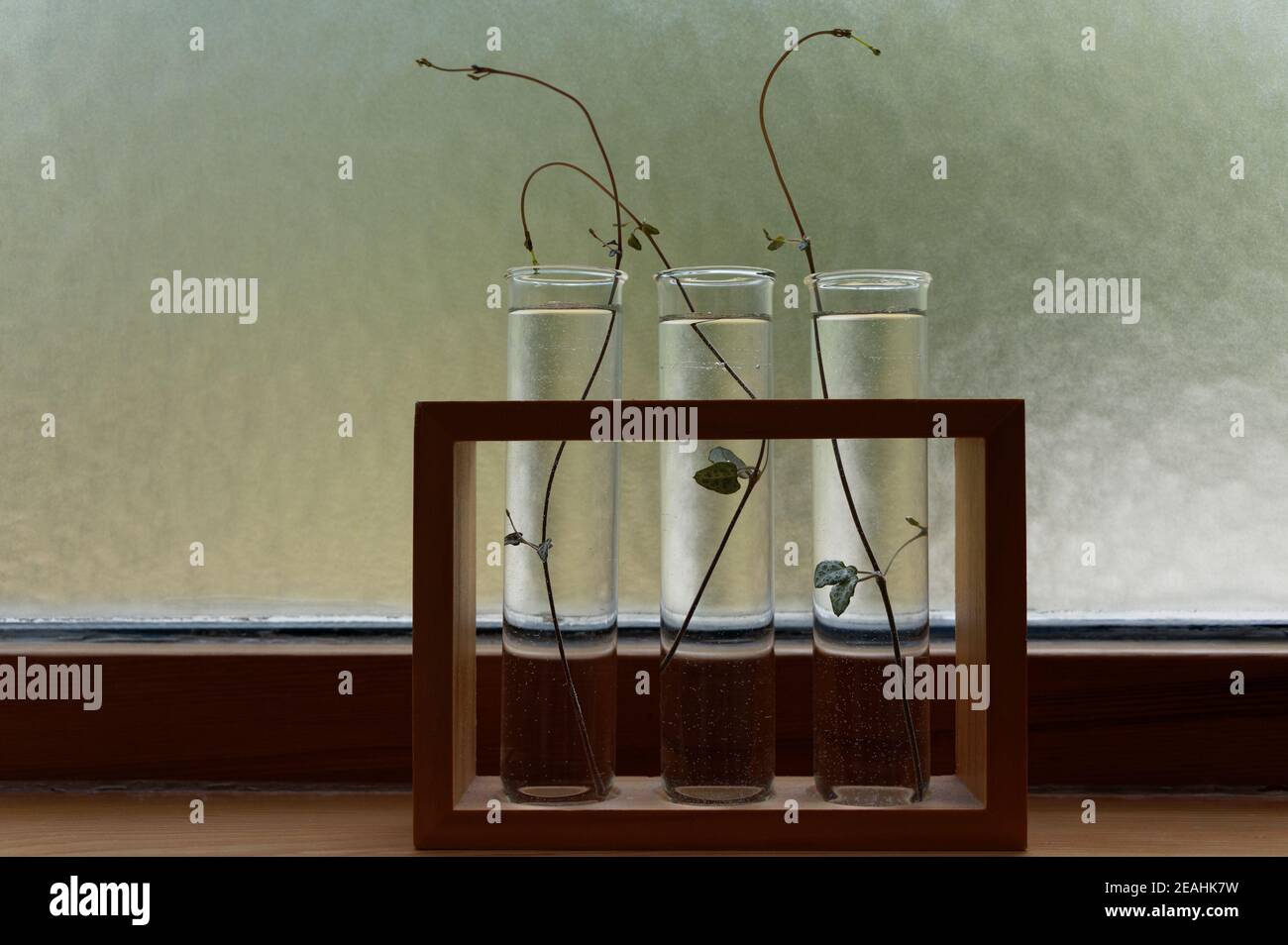 String of hearts propagation hires stock photography and images Alamy