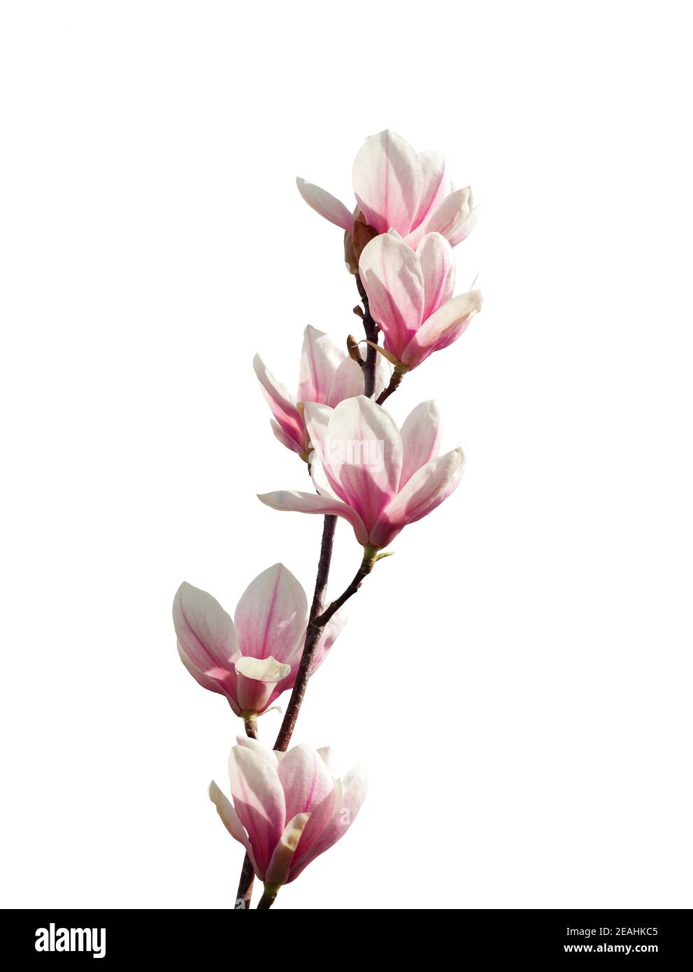 Light pink Magnolia flowers isolated on white background Stock Photo ...