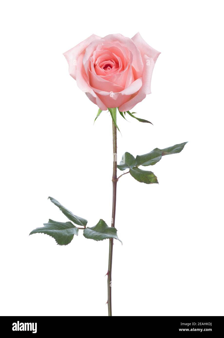 Light pink  Rose with green leaves  isolated on white background. Stock Photo