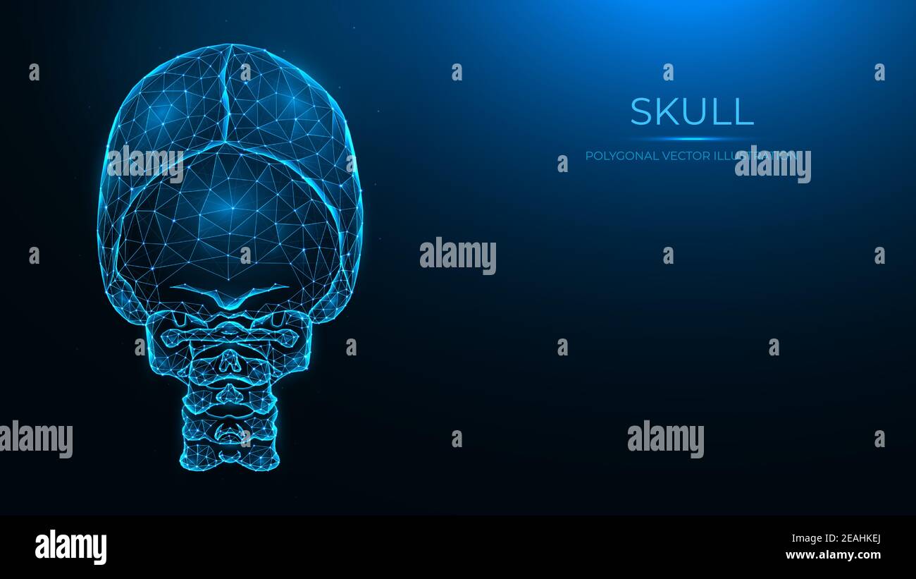 Polygonal Vector Illustration Of A Human Skull Back View Anatomical Model Of The Skull And