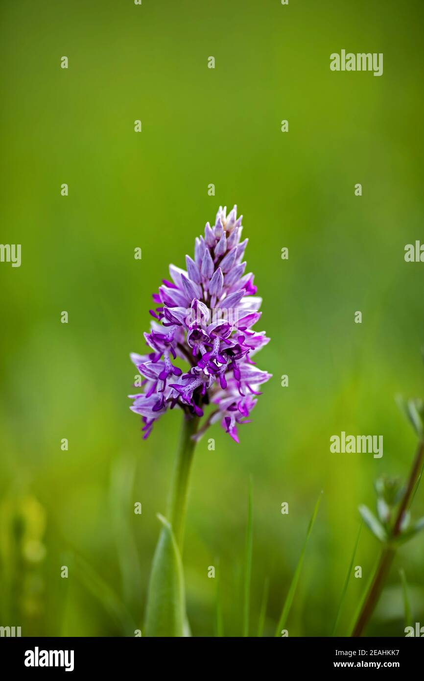 Orchis militaris, the military orchid,is a species of orchid native to Europe Stock Photo