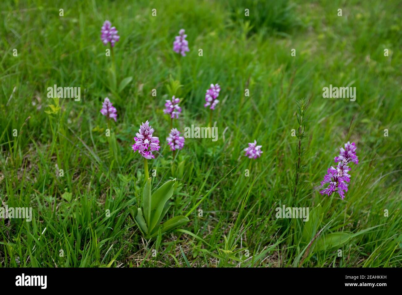 Orchis militaris  is a species of orchid native to Europe Stock Photo