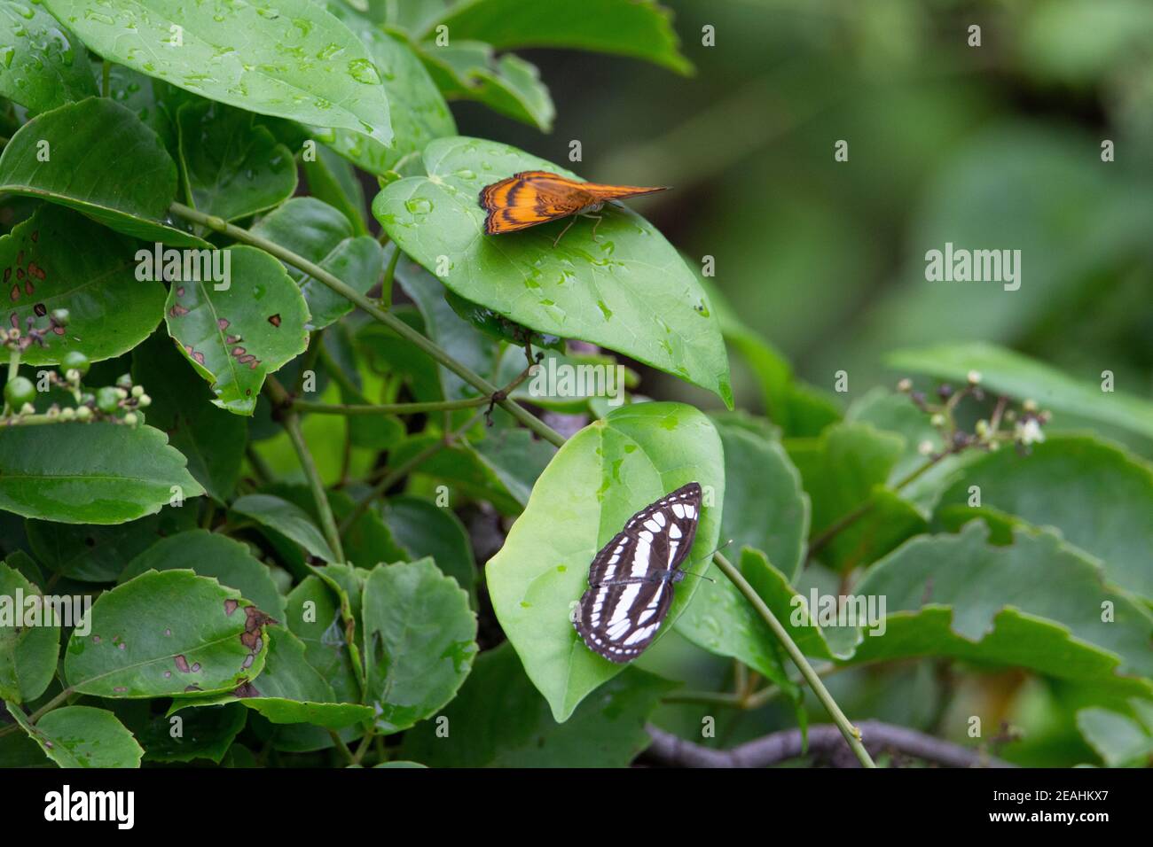 Common Sailor (Neptis hylas papaja) a common sailor butterfly resting on a green leaf with other butterflies Stock Photo