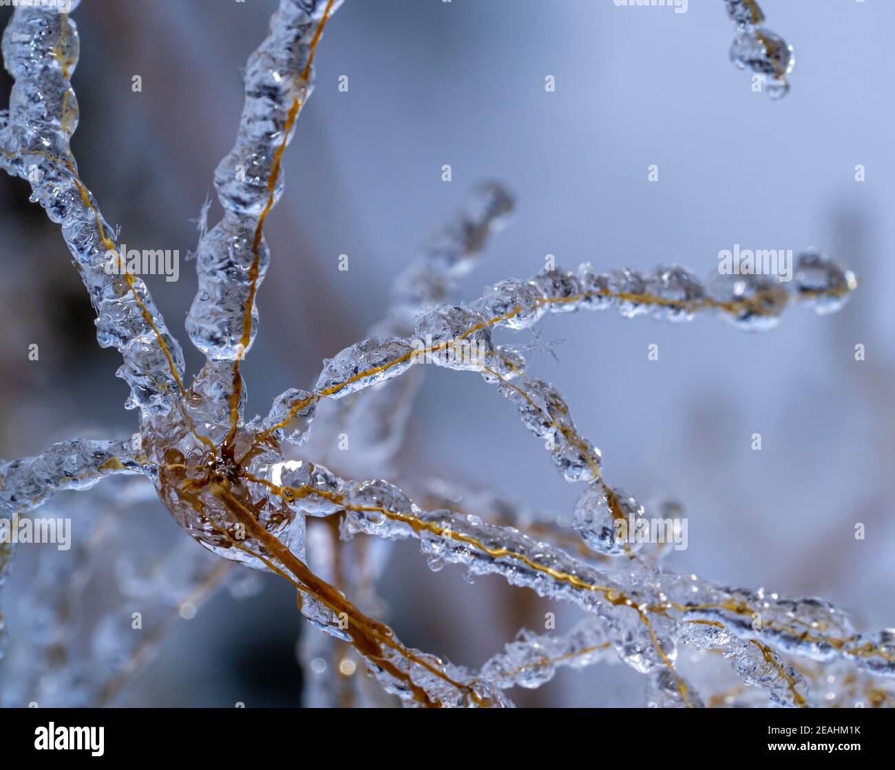 Ice covered twigs after winter cold front with snow and crystals Stock ...