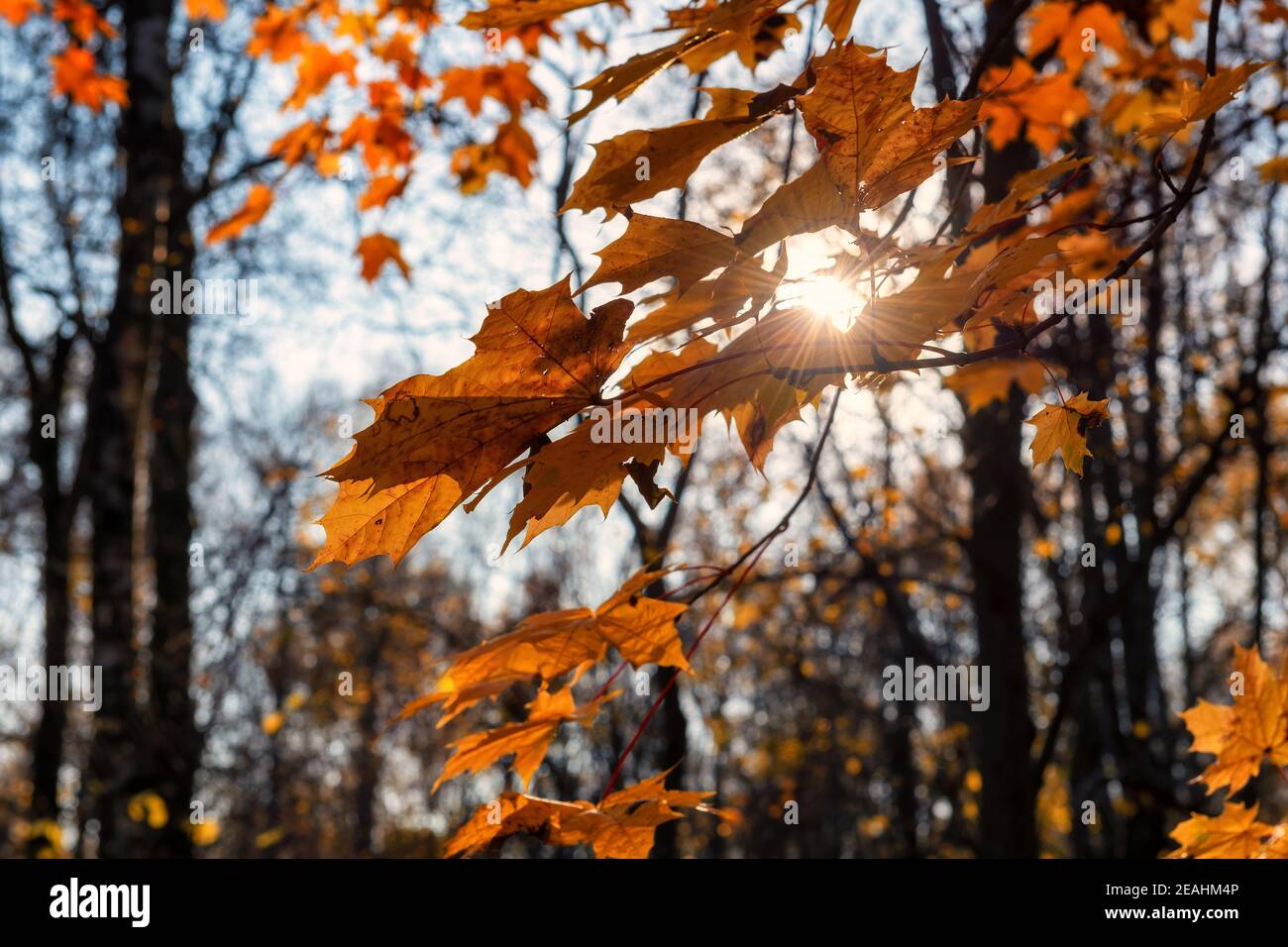 Orange autumn maple leaves on branch in sunny autumn day. Stock Photo