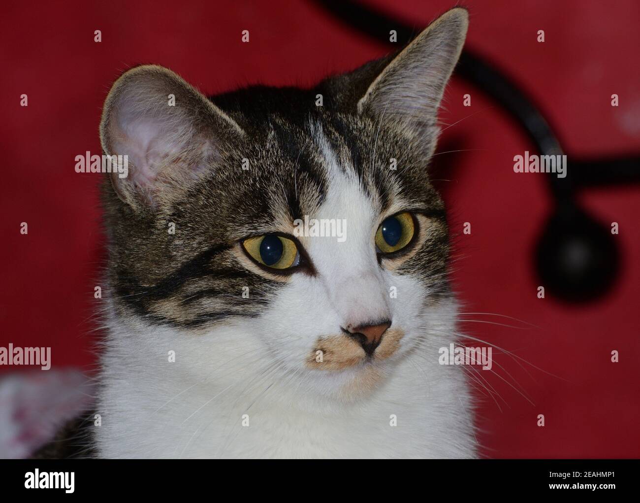 closeup portrait of a tabby cat with yellow eyes Stock Photo - Alamy