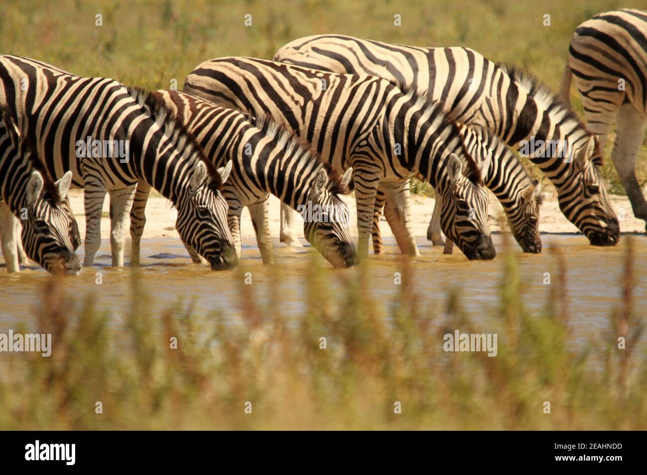 A herd of zebra drinking from a watering hole in Namibia Stock Photo