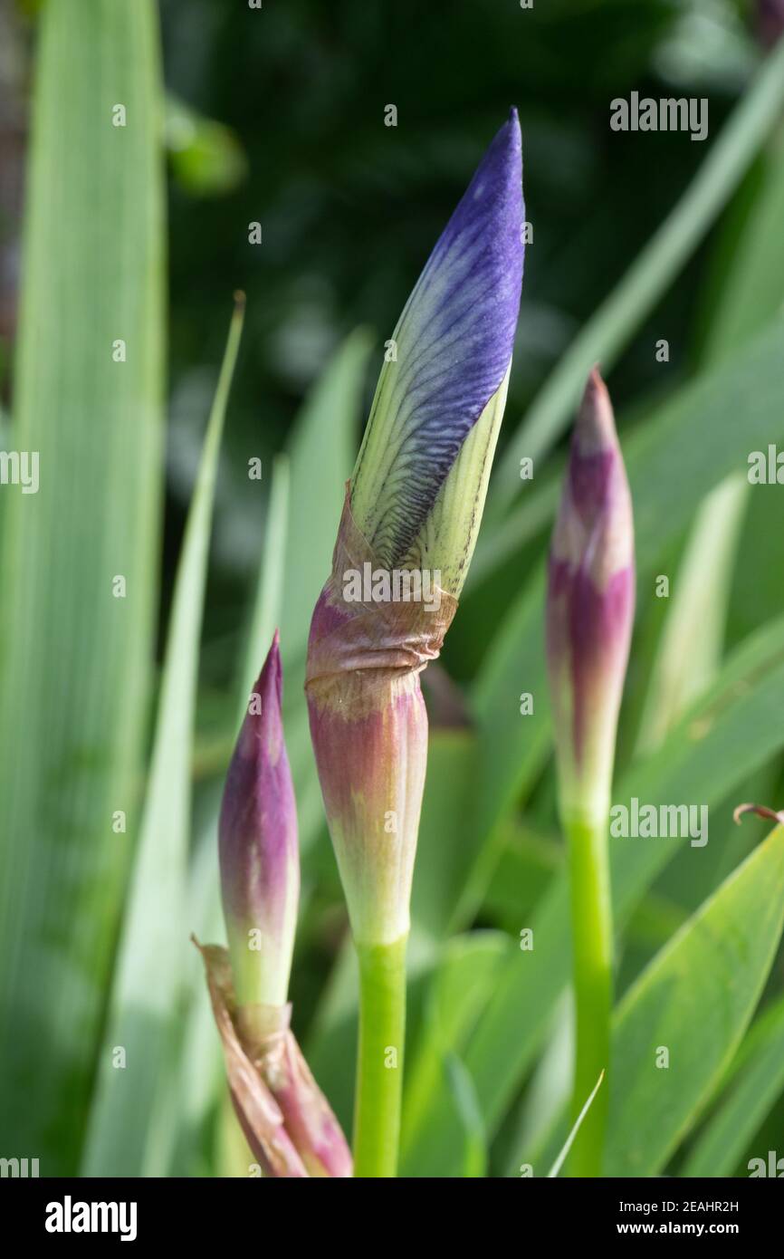 Iris bud hi-res stock photography and images - Alamy