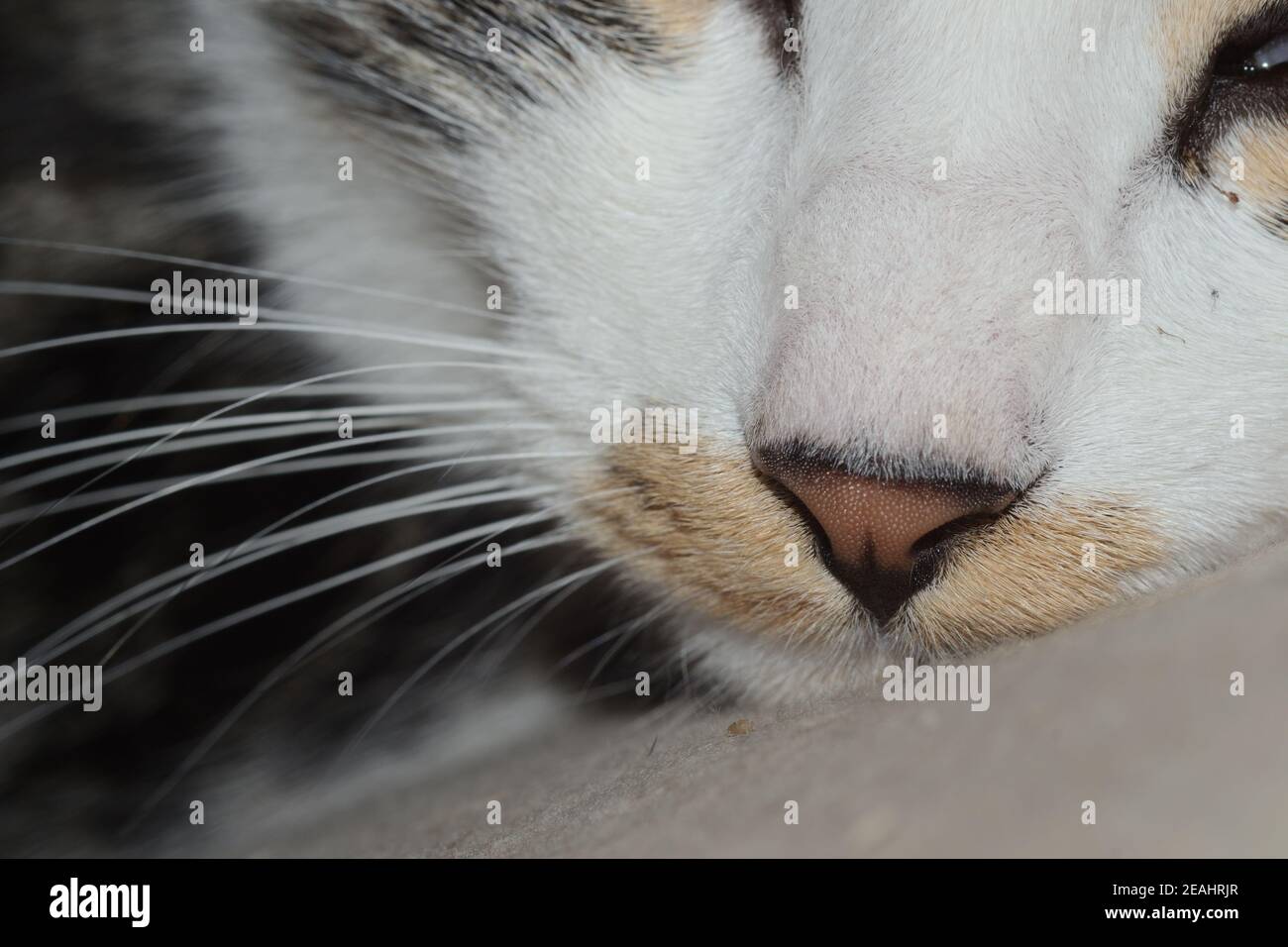 closeup of the nose of a domestic cat Stock Photo
