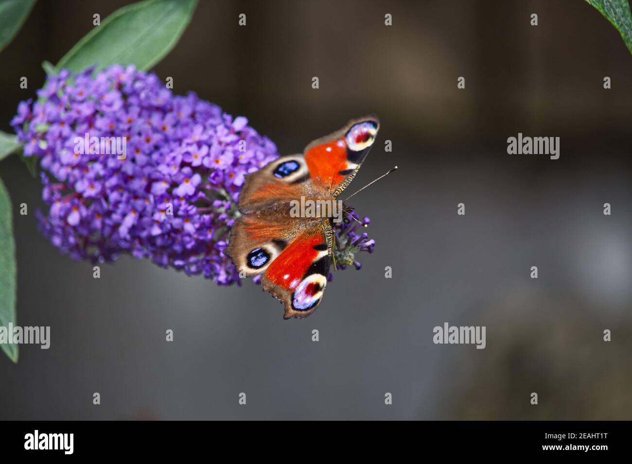 Peacock butterfly on a purple buddleia bush Stock Photo - Alamy