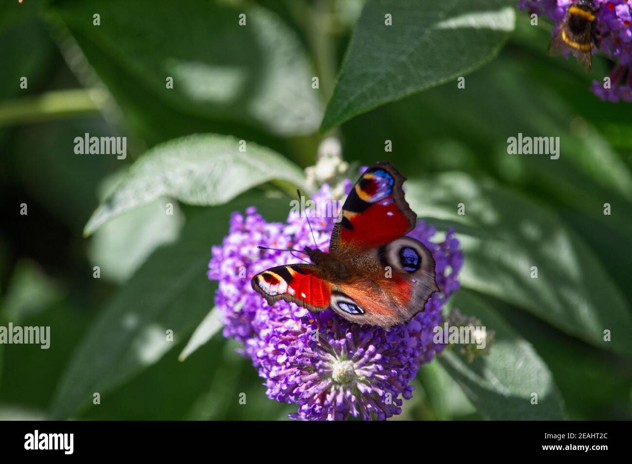 Peacock butterfly on a purple buddleia bush Stock Photo - Alamy