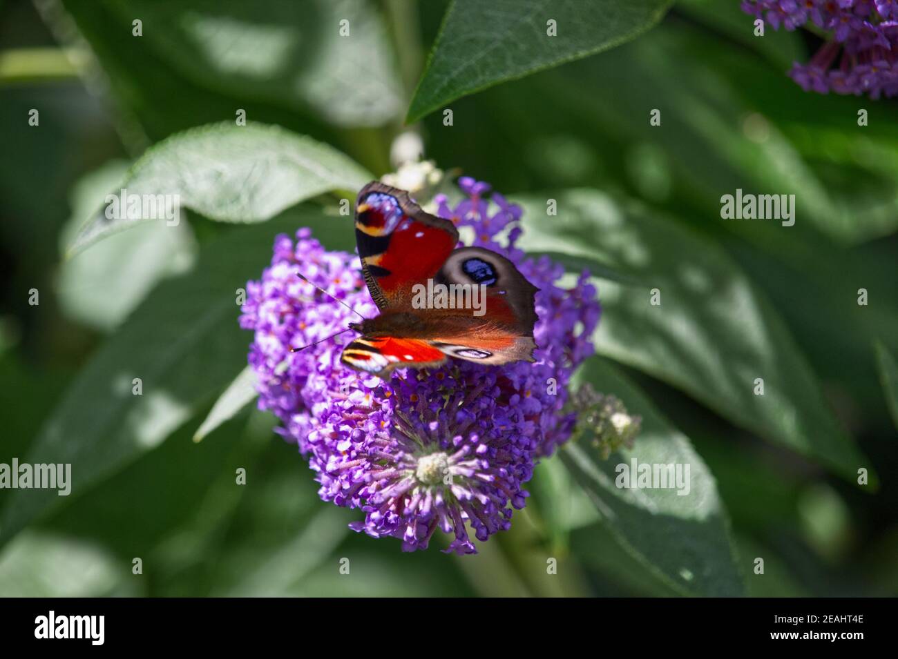 Peacock butterfly on a purple buddleia bush Stock Photo - Alamy