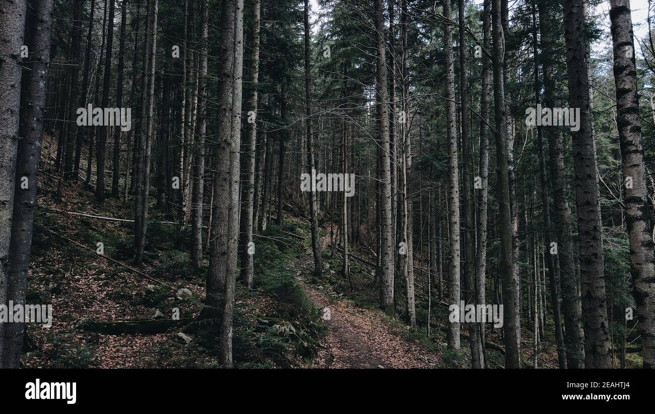 Dark mysterious pathway hi-res stock photography and images - Alamy
