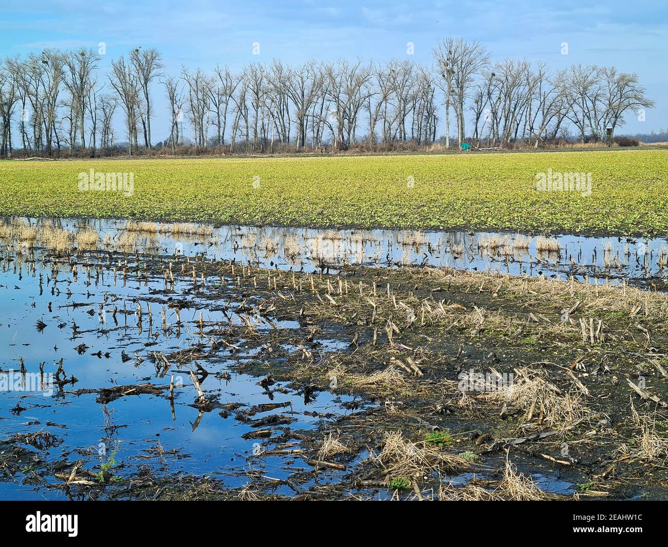 Austria, Reisenberg, agriculturally used fields partly under water and rows of trees as wind protection and refuge for wild animals Stock Photo