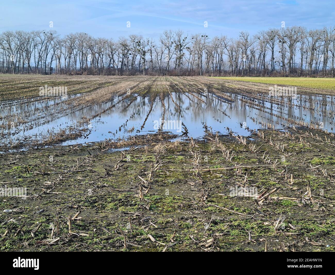 Austria, Reisenberg, agriculturally used fields partly under water and rows of trees as wind protection and refuge for wild animals, trees infested wi Stock Photo