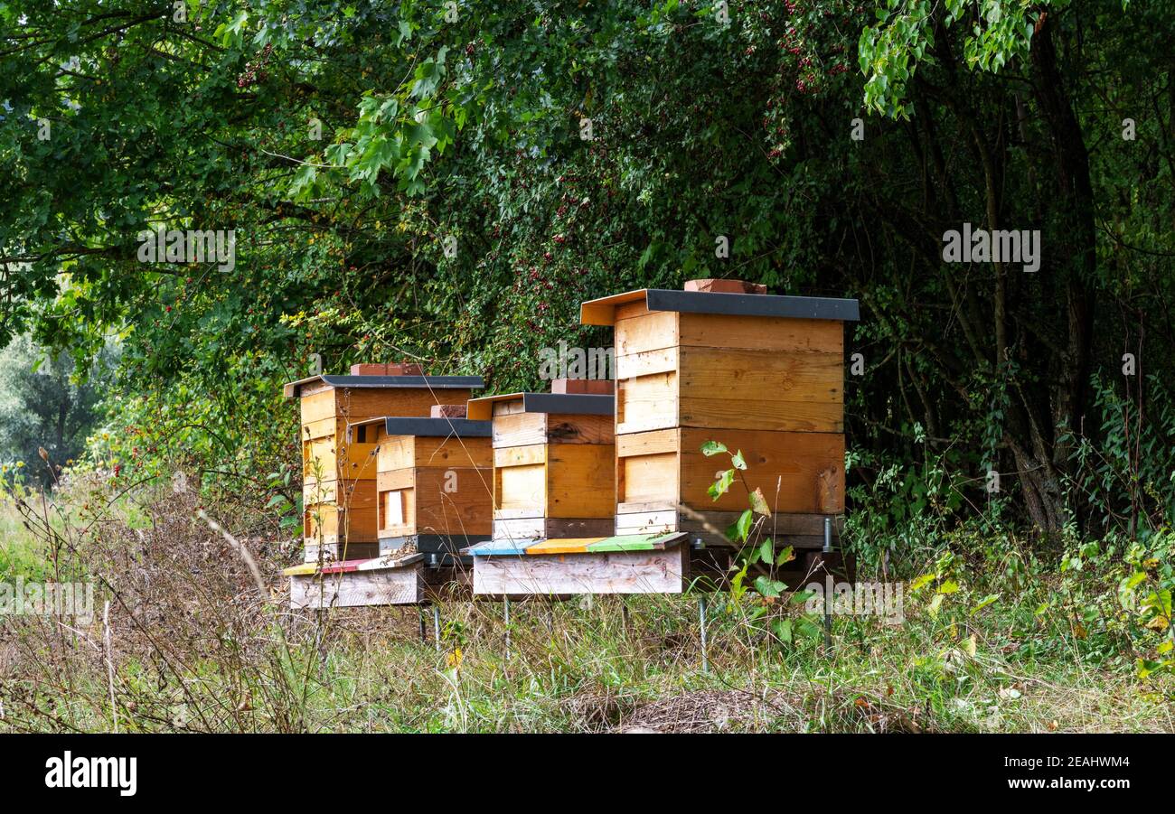Beekeeping with wooden beeyards Stock Photo