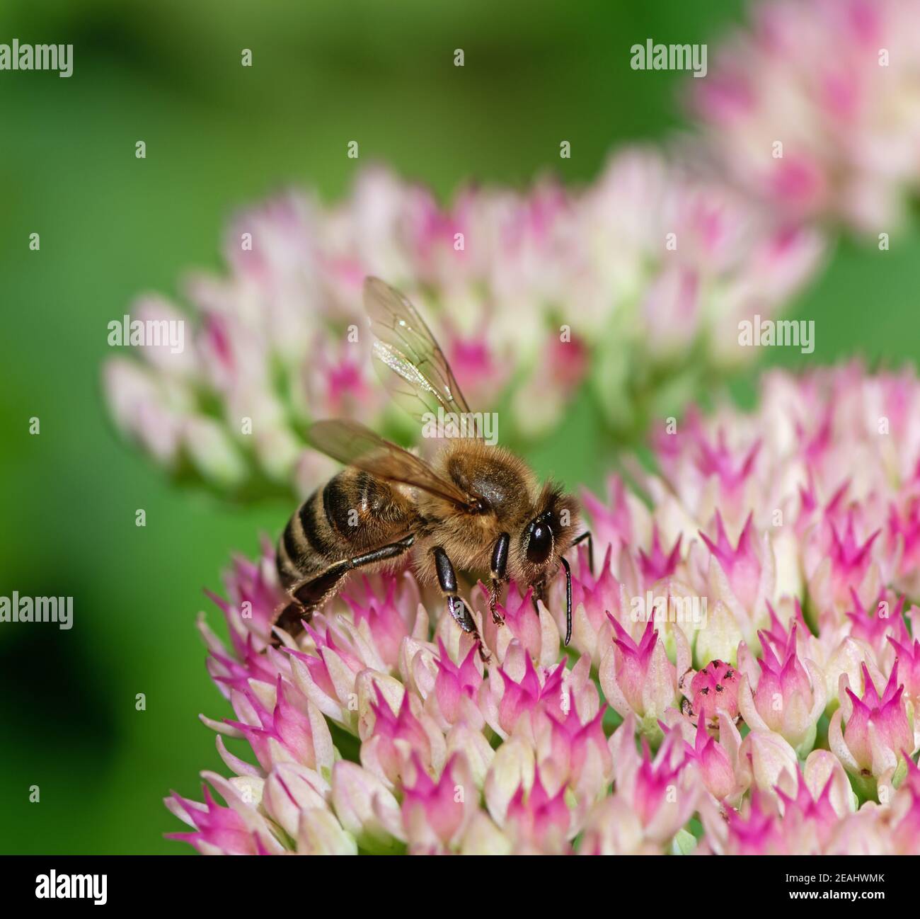 Bee on sedum flower blossoms Stock Photo Alamy