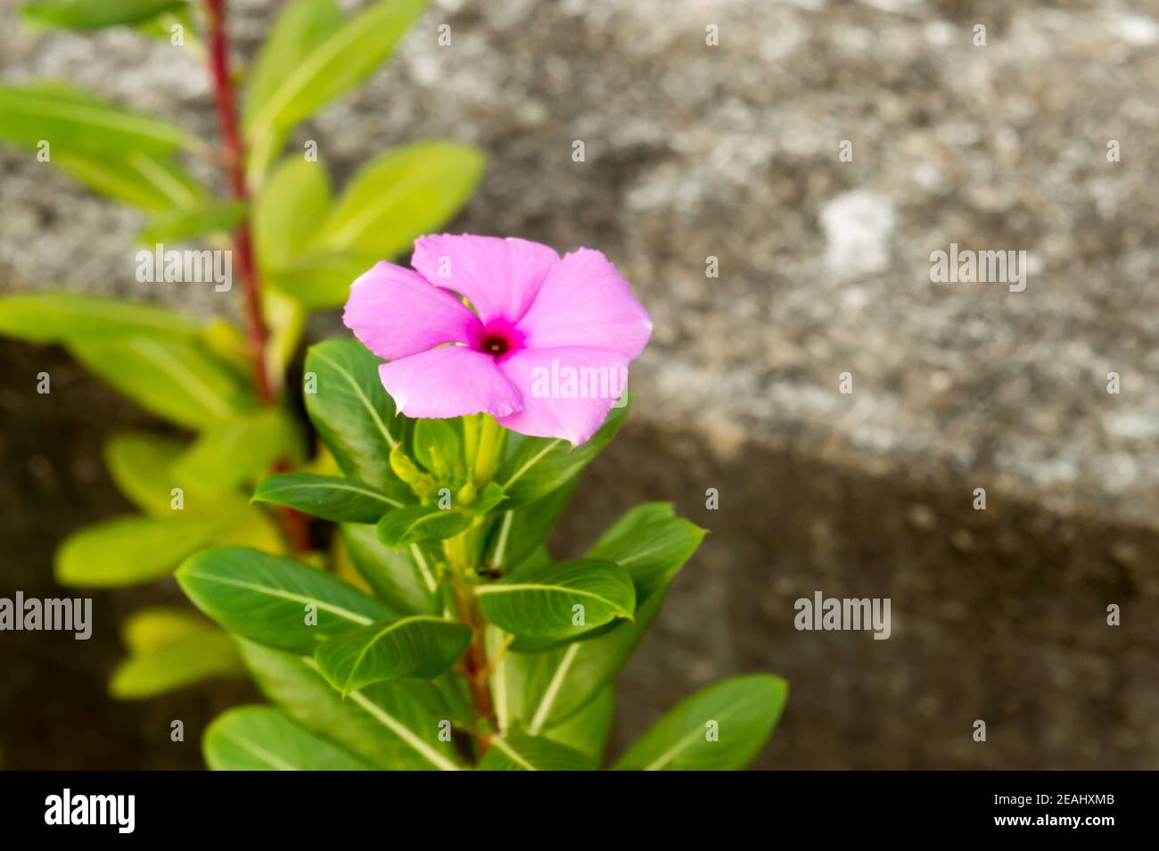 Beautiful Madagascar Periwinkle A Periwinkle rosy pink flower plant in morning sunlight. Catharanthus roseus a graveyard evergreen and glossy foliage flowering plant. Stock Photo