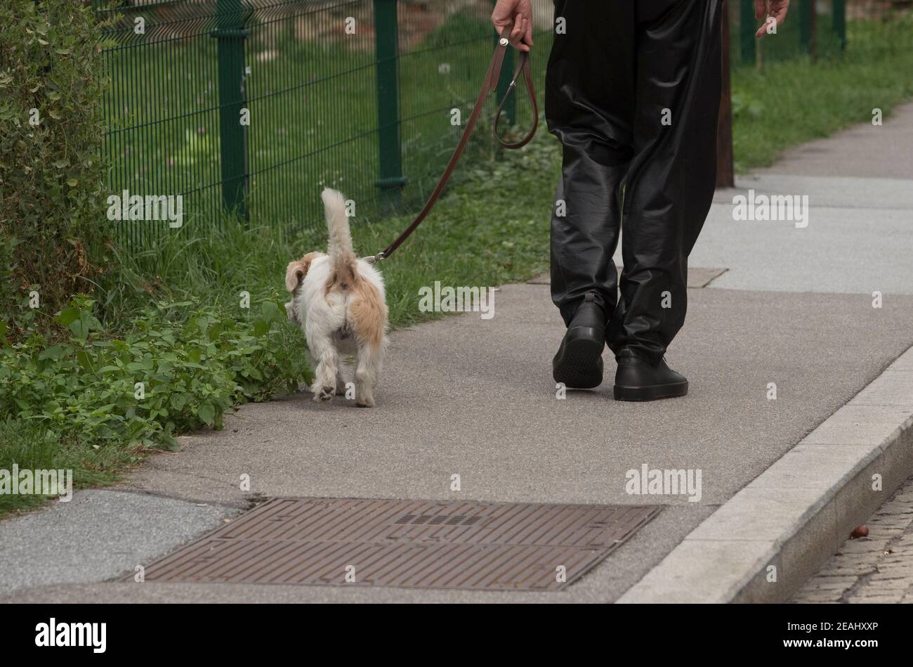pet owner taking dog for a walk Stock Photo