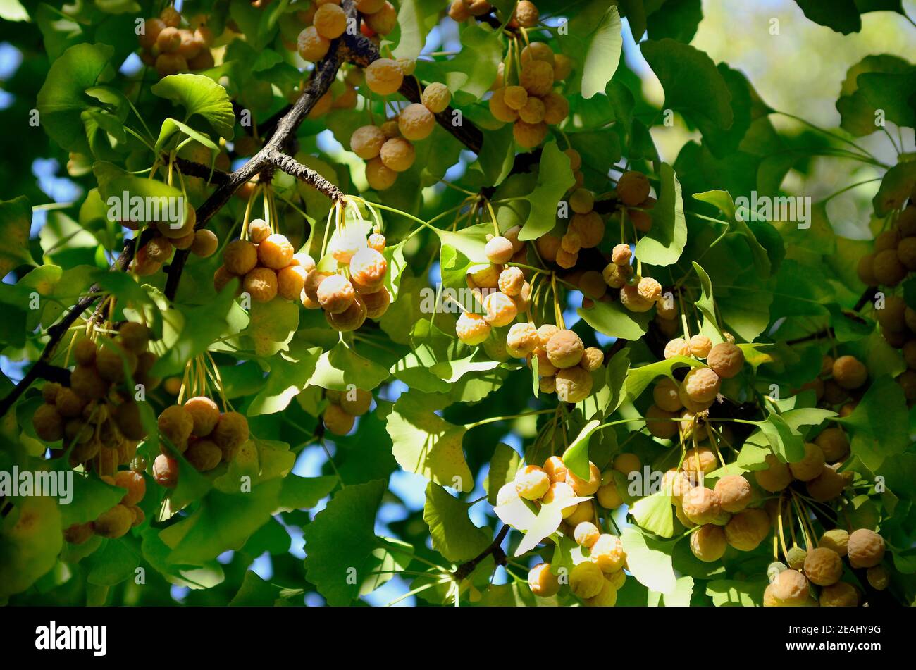 fruits and leaves of Ginkgo tree Stock Photo
