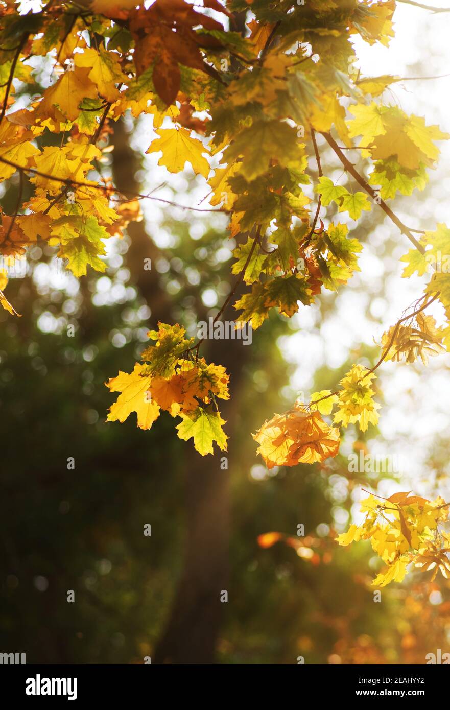 Maple branches with yellow and green leaves. Autumn city park , day Stock Photo