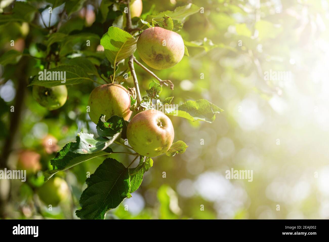 Close up of apples on a branch on a fruit farm at sunset. fresh fruity apples hang on the tree Stock Photo