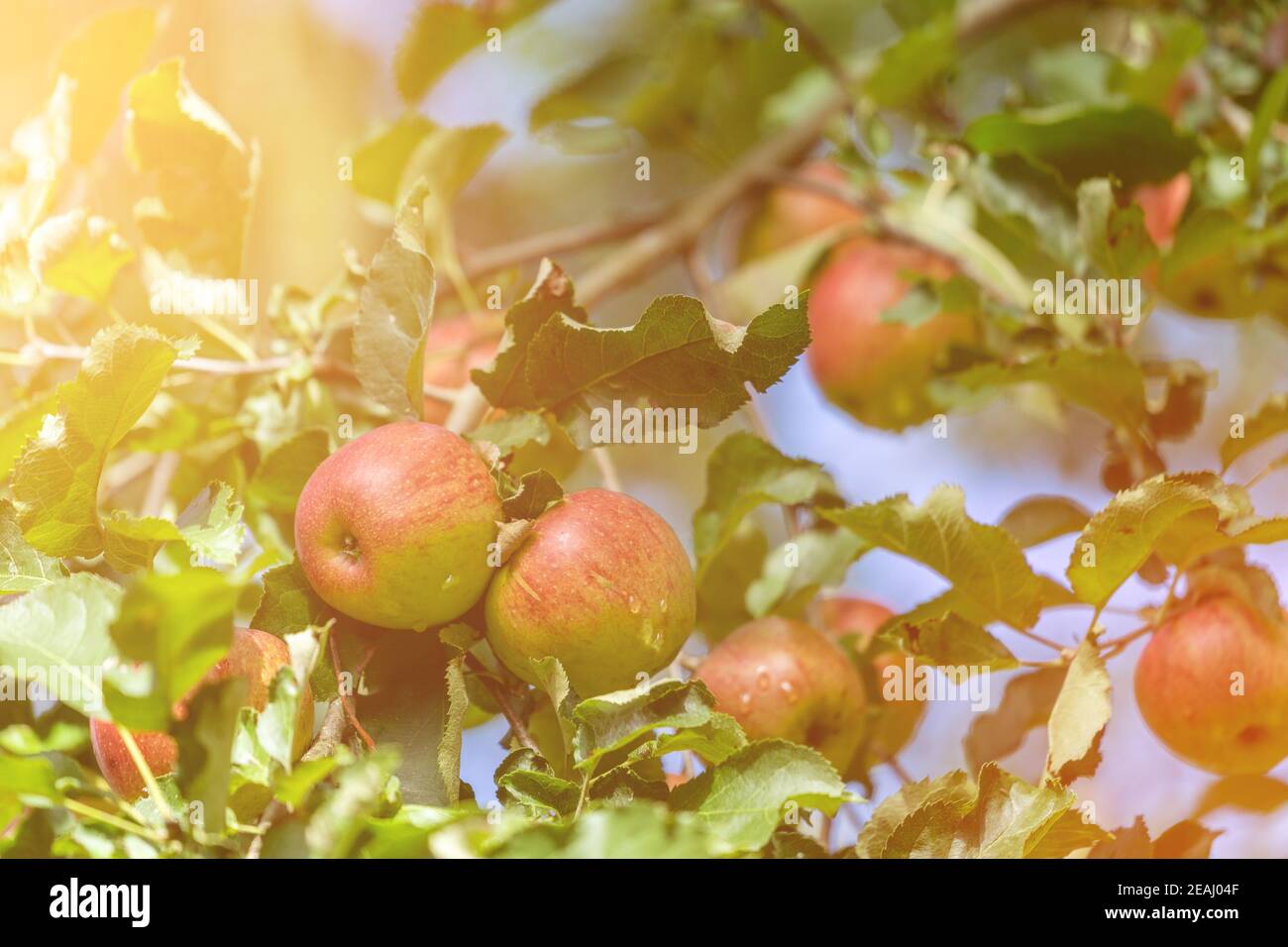 Close up of apples on a branch on a fruit farm at sunset. fresh fruity apples hang on the tree Stock Photo