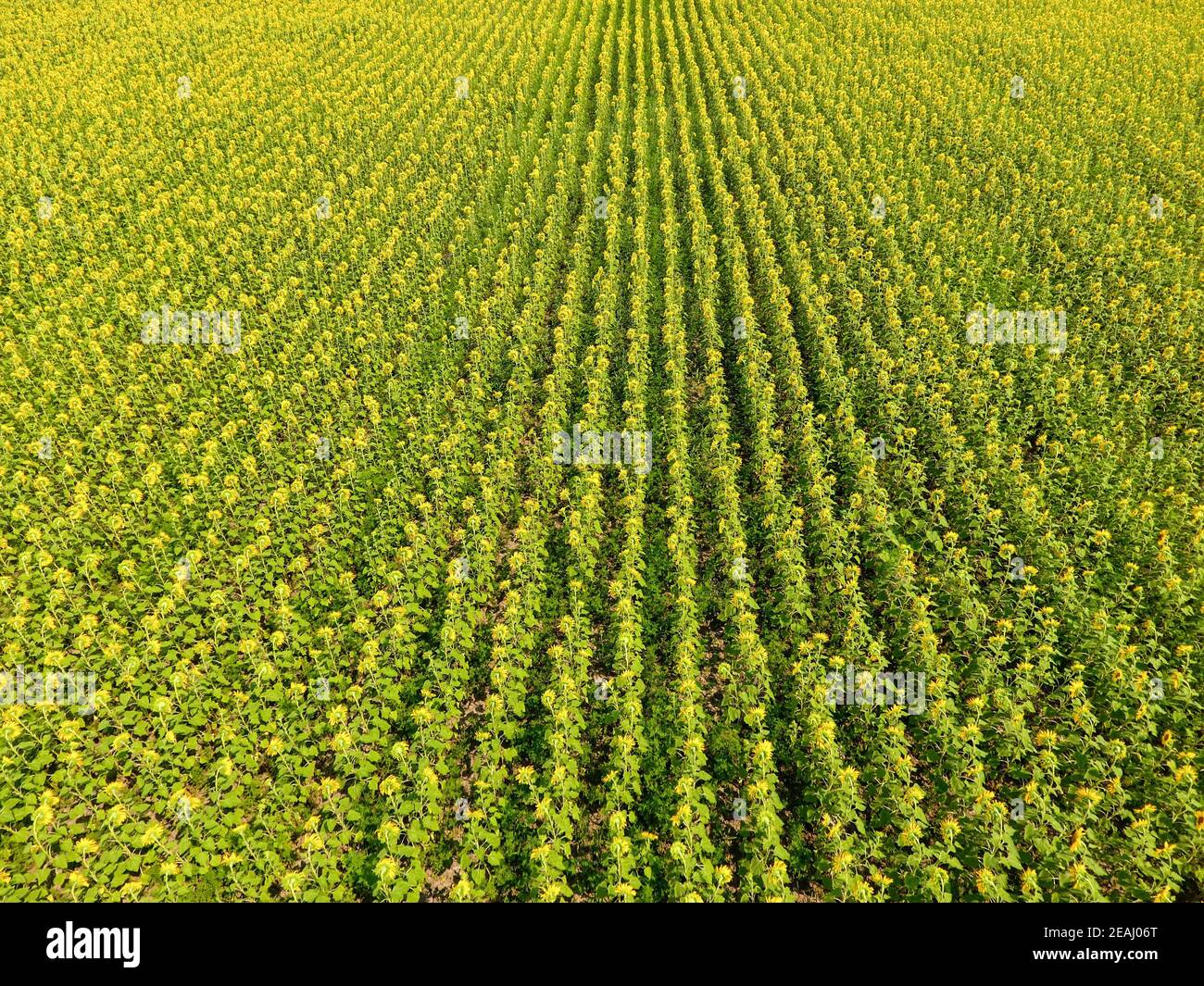 Aerial view of agricultural fields flowering oilseed. Field of sunflowers. Top view. Stock Photo