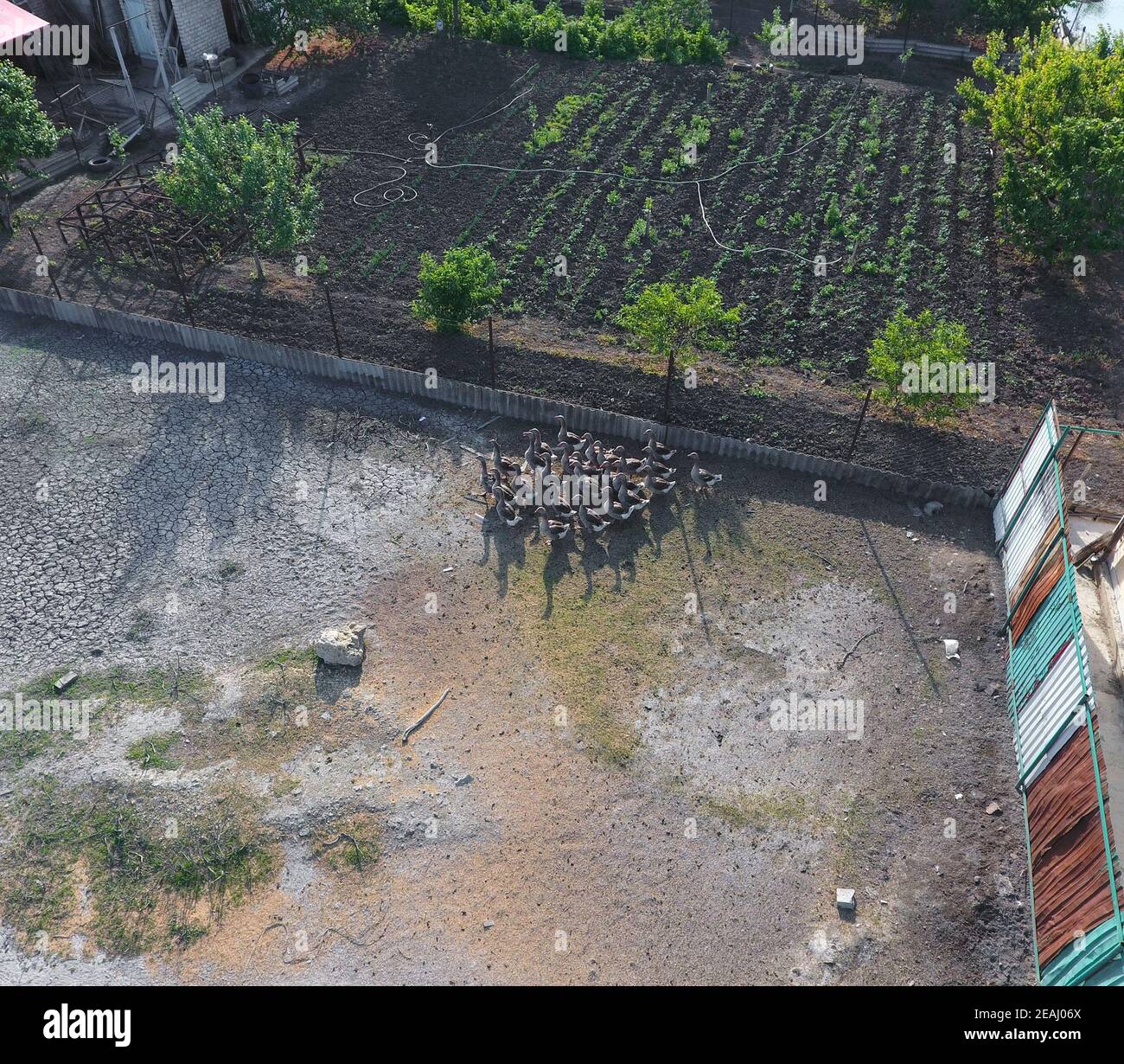 Flock of domestic geese walking in the yard. View from above. Stock Photo