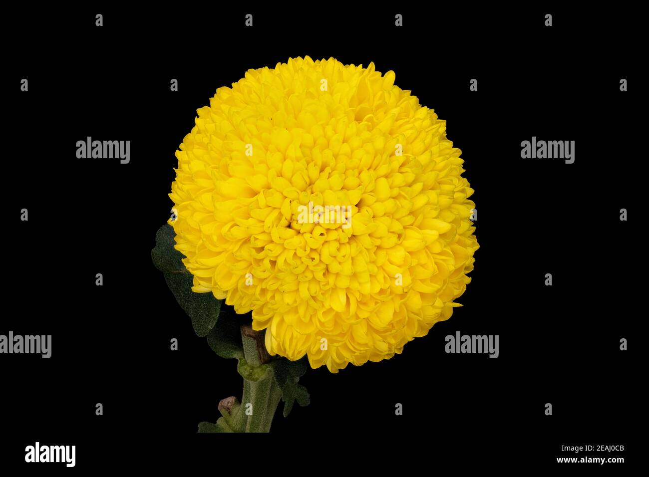 Chrysanthemum Ping Pong Yellow Stock Photo