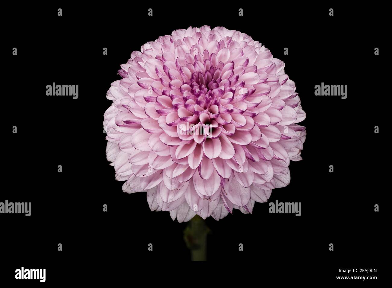 Chrysanthemum Ping Pong Purple Stock Photo