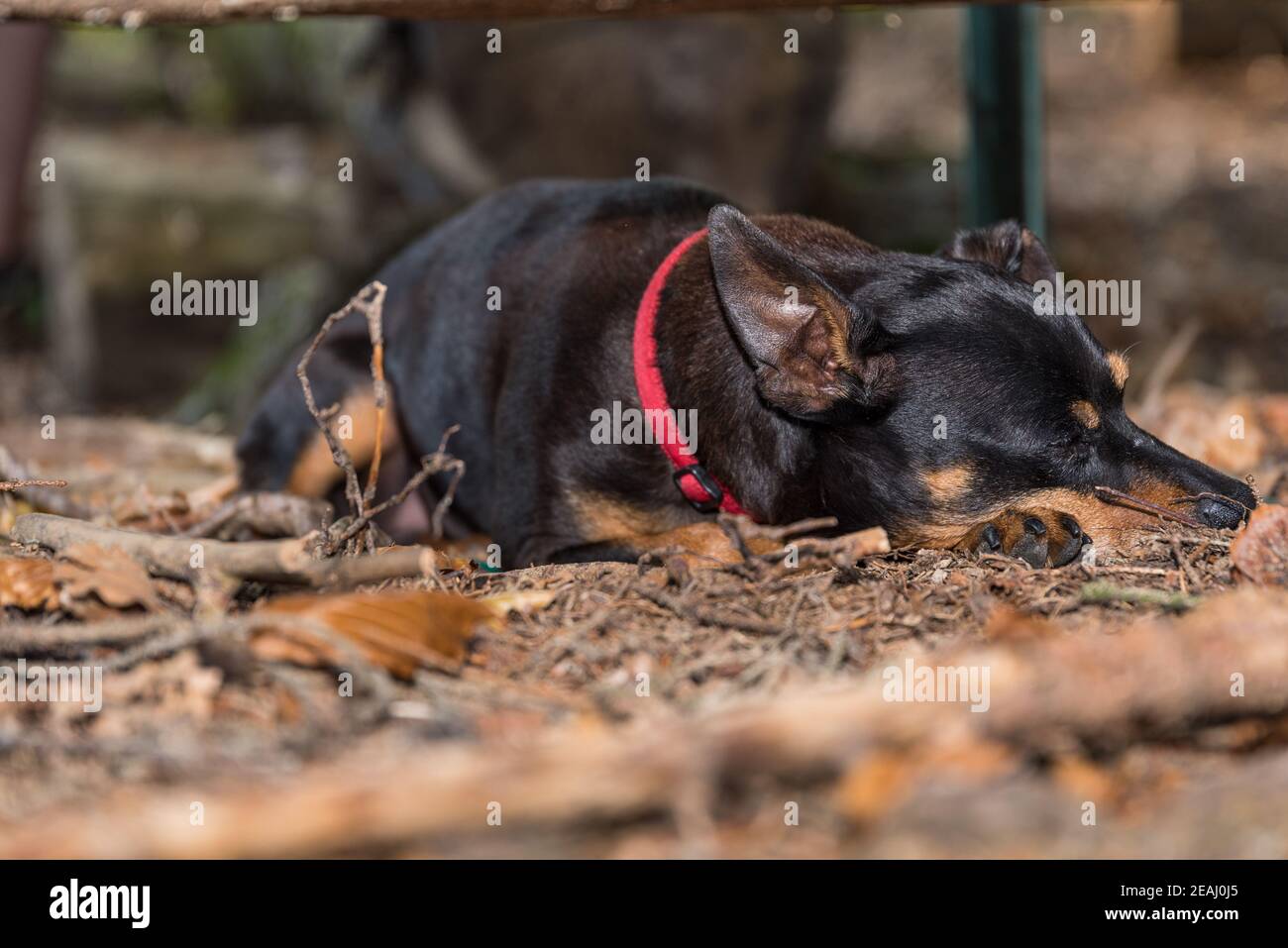 small dog relaxing in the forest - miniature pinscher Stock Photo
