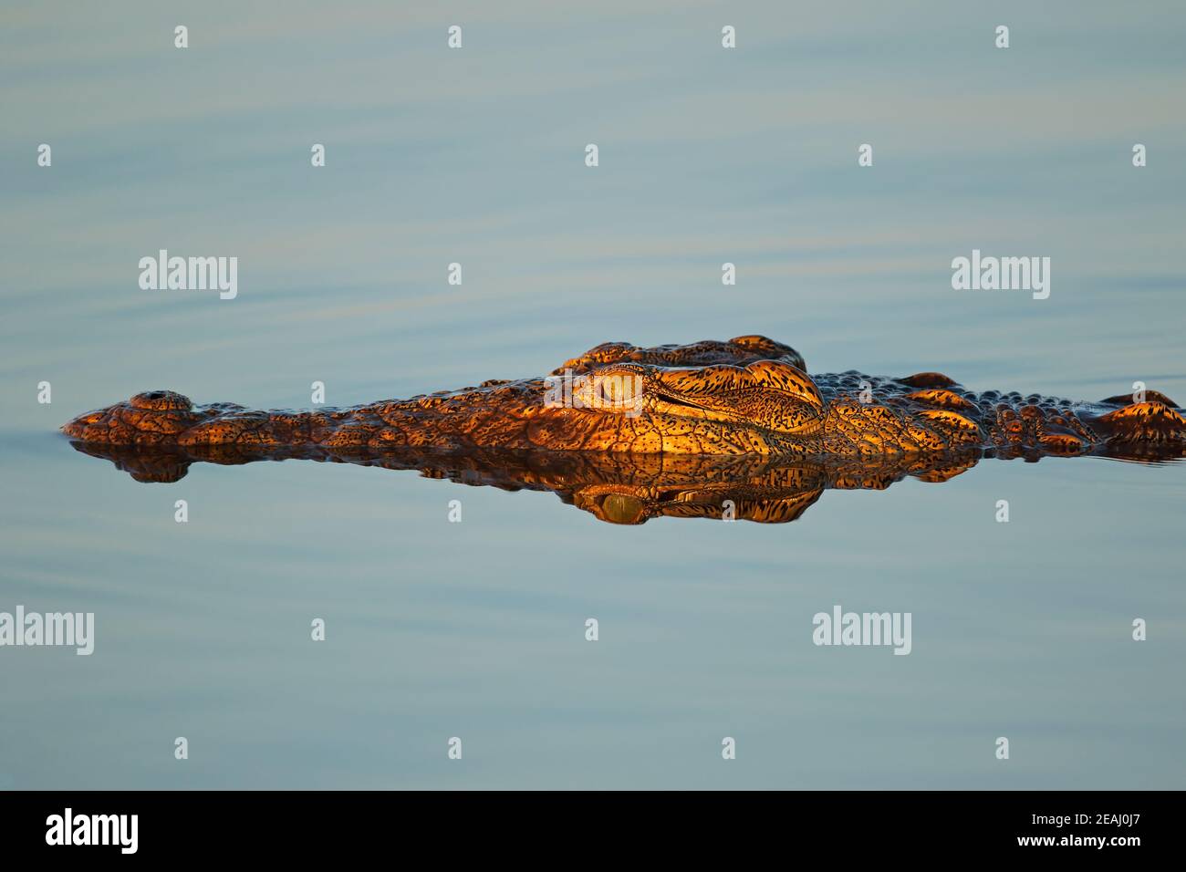 Nile crocodile portrait - Kruger National Park Stock Photo