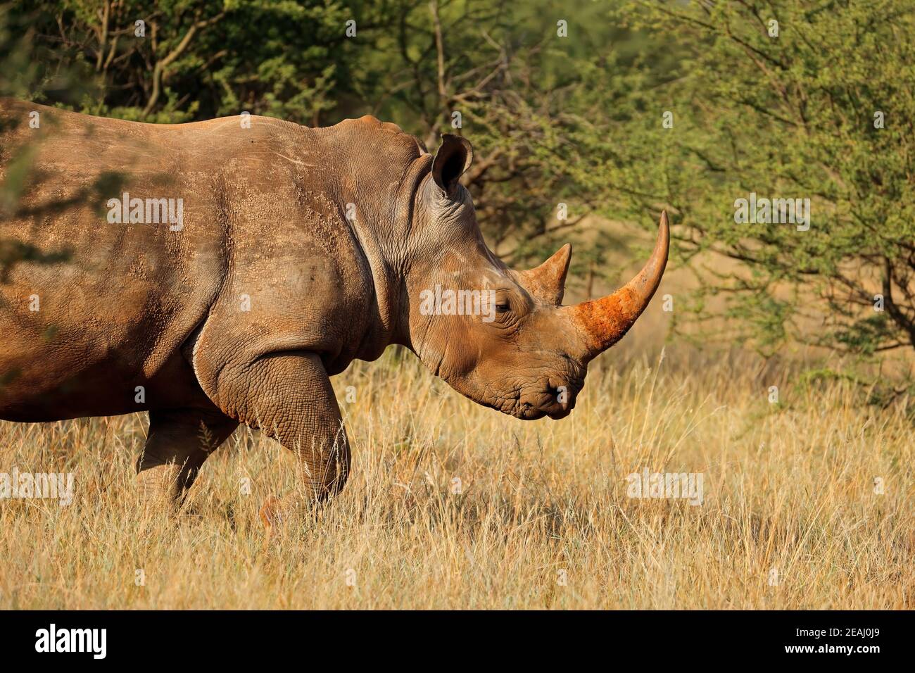 White rhinoceros in natural habitat Stock Photo