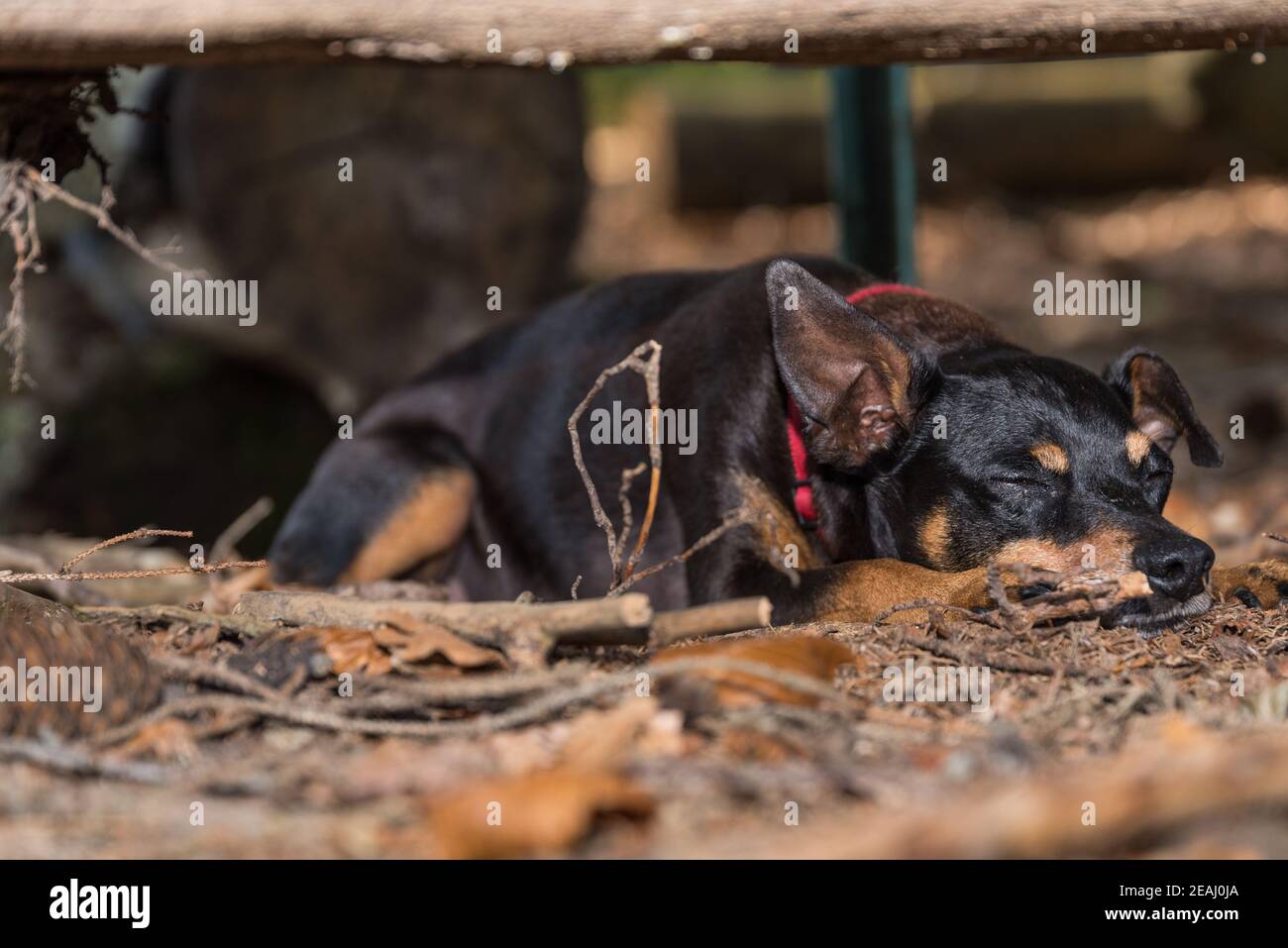 Small pedigree dog in the forest - pinscher Stock Photo