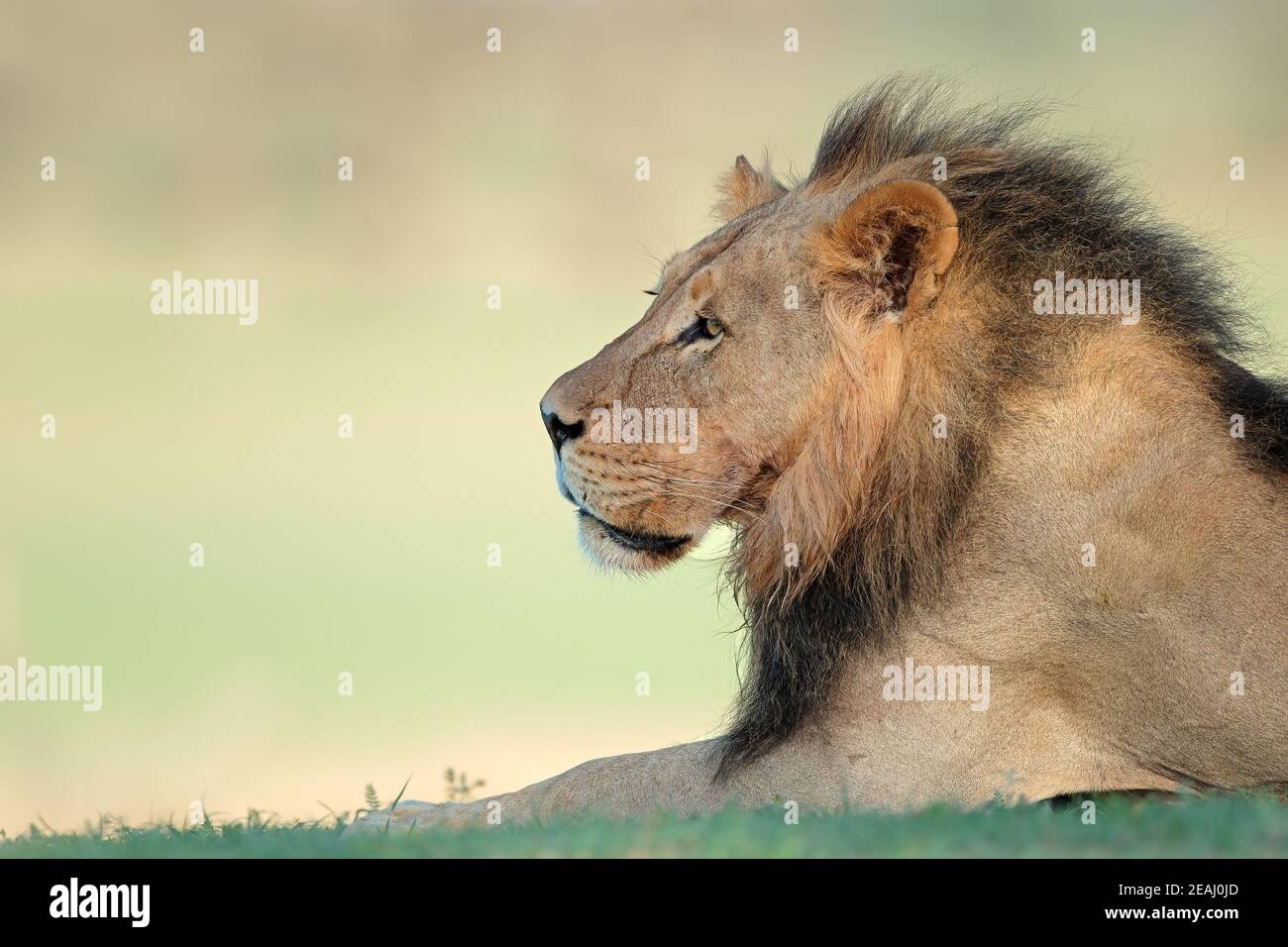 Portrait of a big male African lion Stock Photo