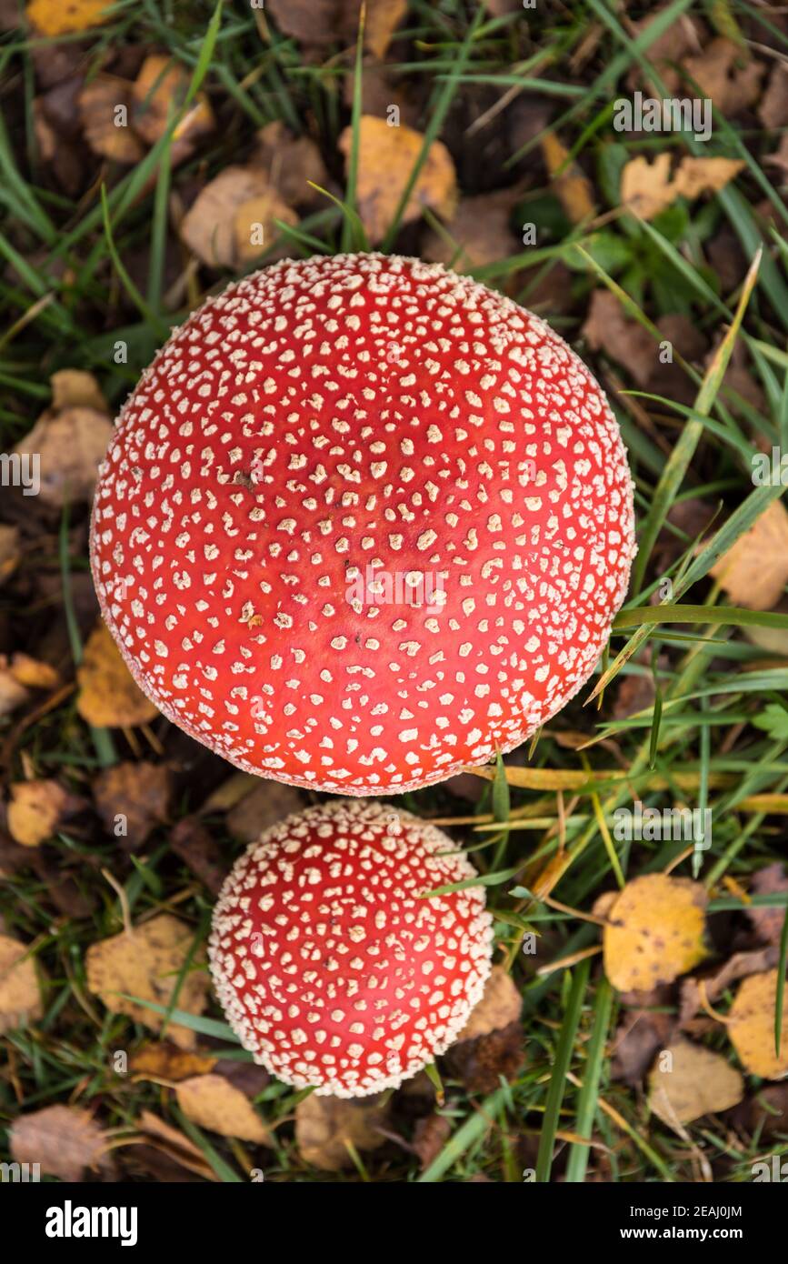 Fly agaric from above - close-up Stock Photo