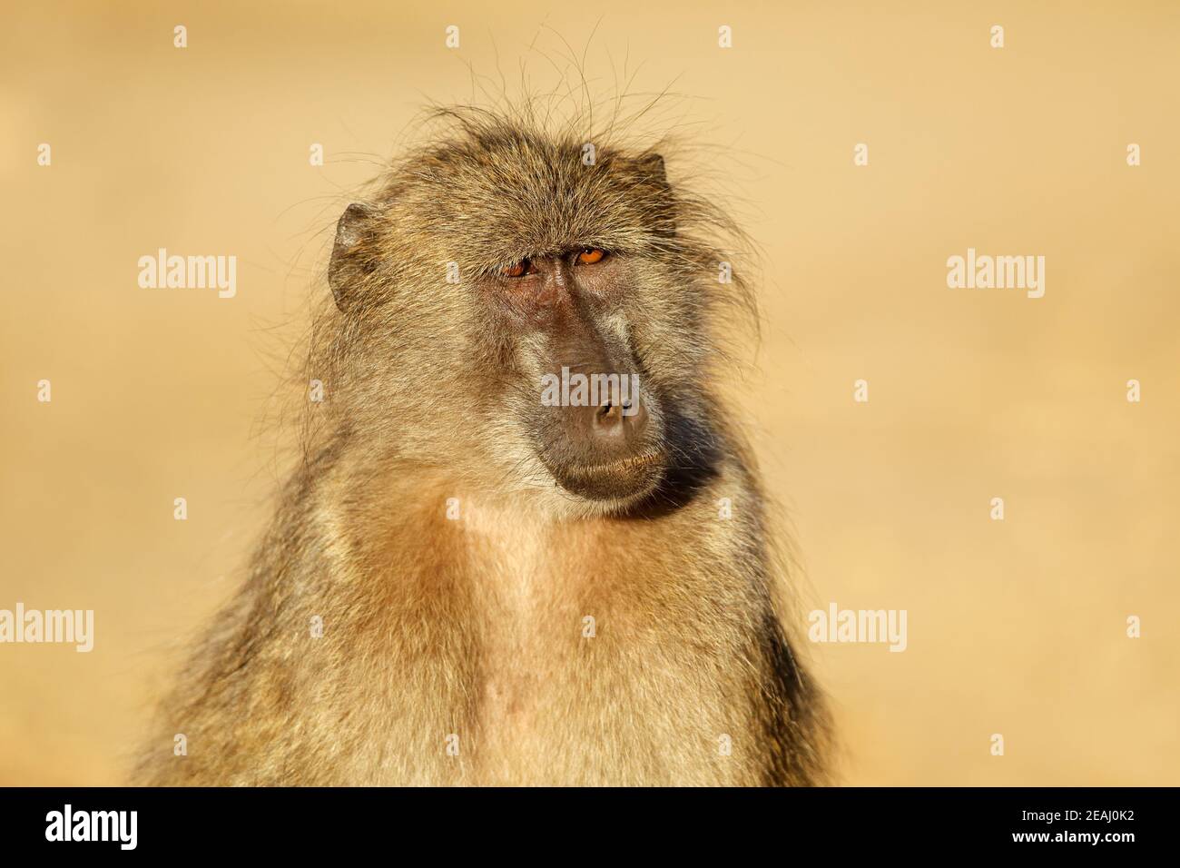 Young chacma baboon portrait Stock Photo