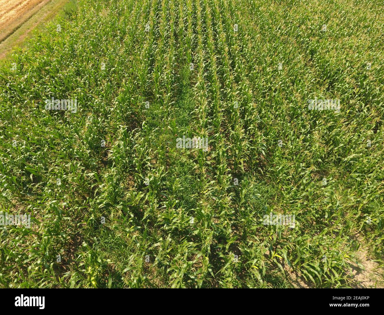 Field of corn. Green corn blooms on the field. Period of growth and