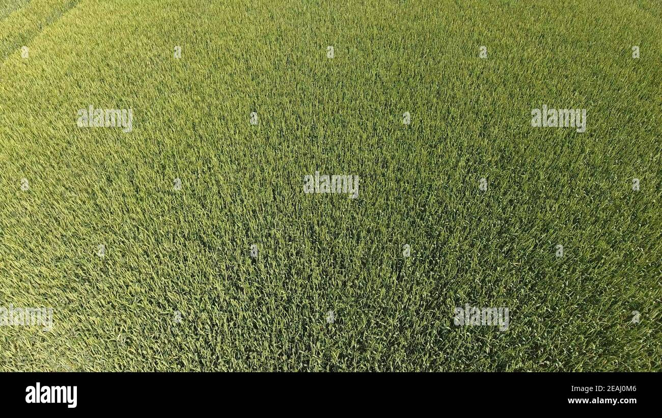 Green wheat in the field, top view with a drone. Texture of wheat green background. Stock Photo