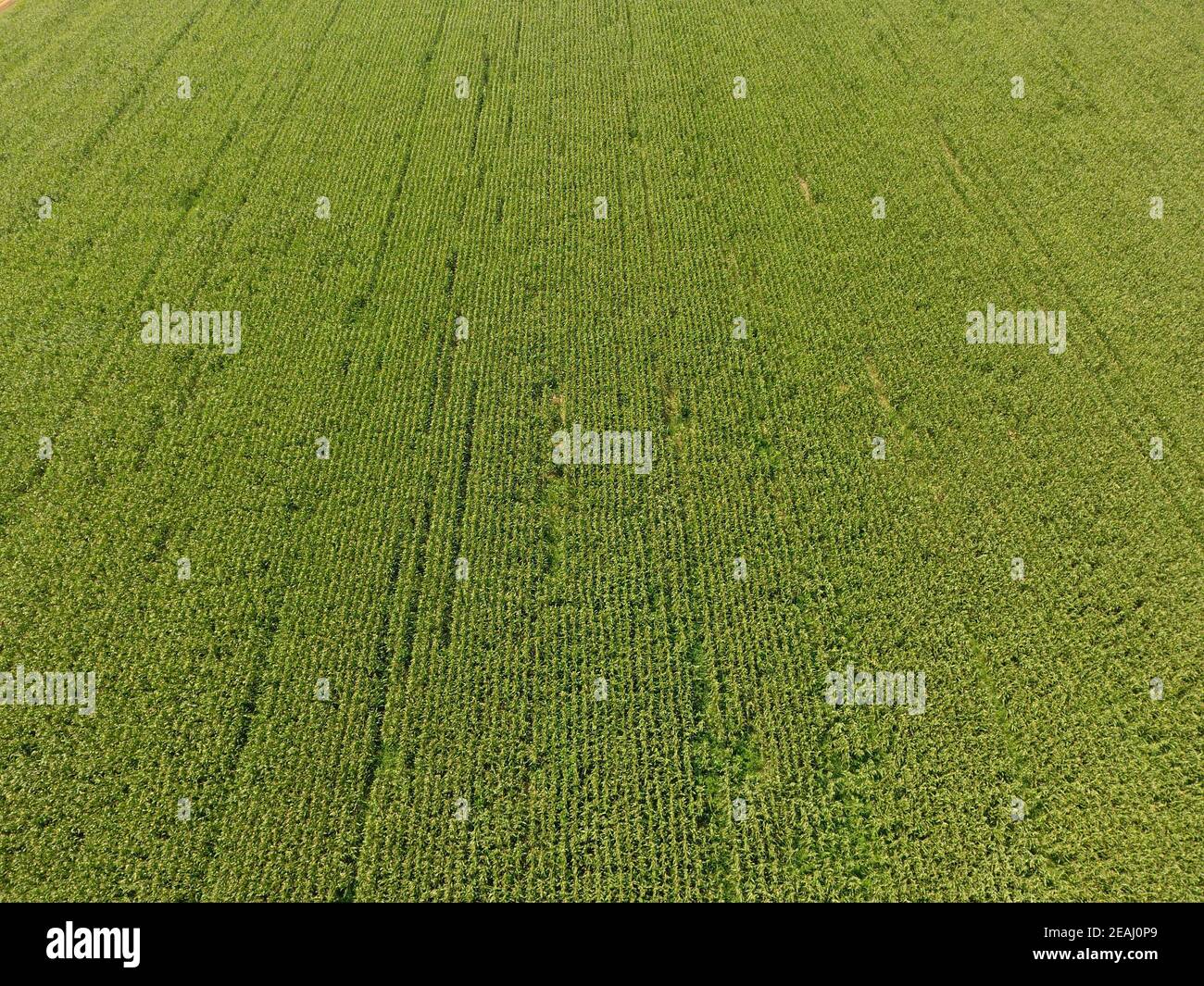 Green Corn Leaf Texture High Resolution Stock Photography and Images ...