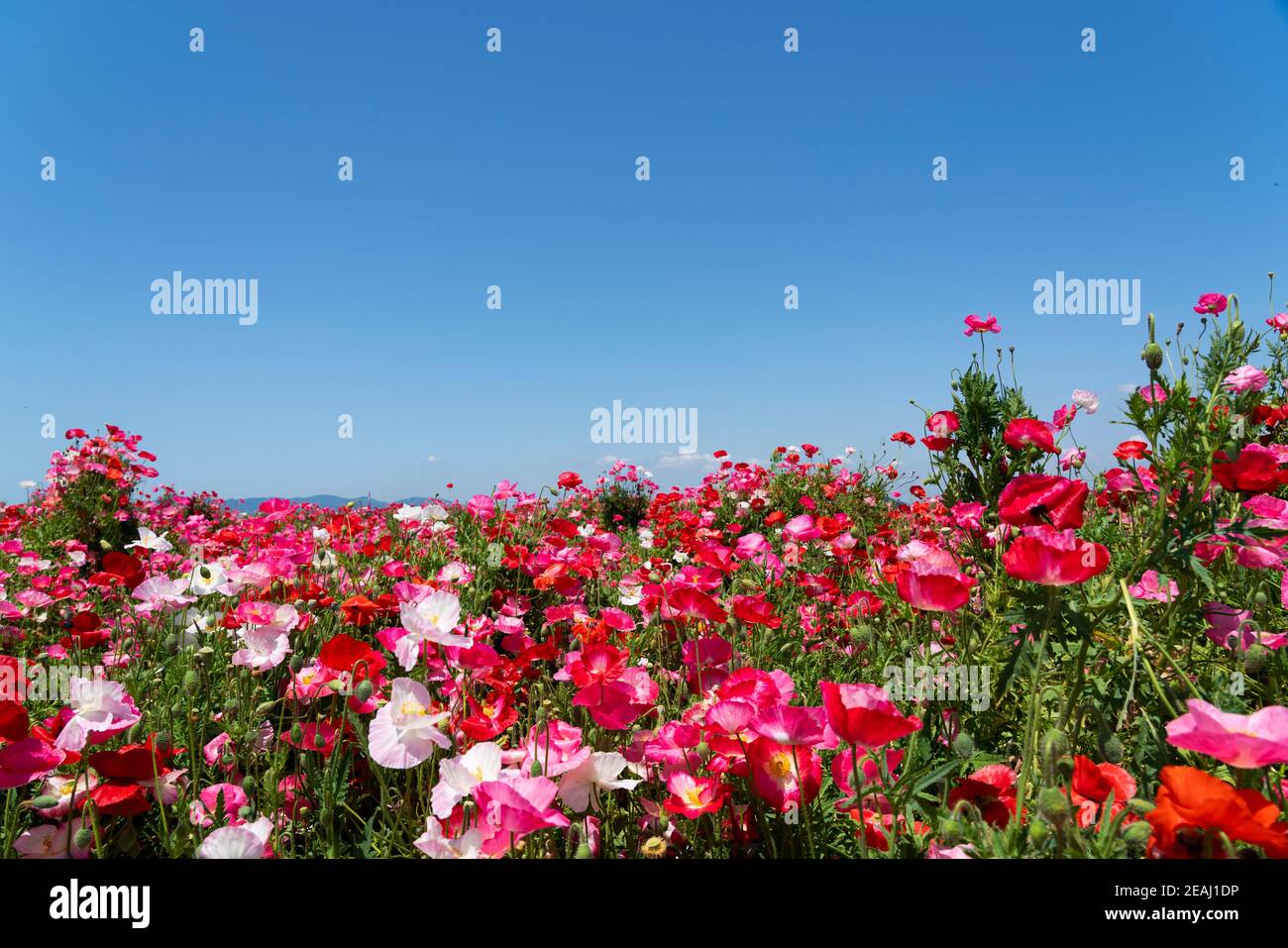 A clear blue sky and a field of poppies Stock Photo - Alamy