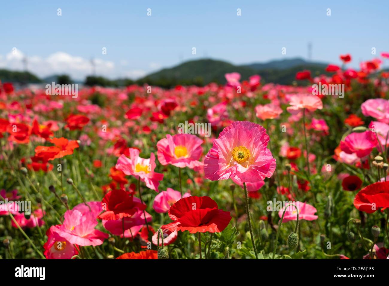 A clear blue sky and a field of poppies Stock Photo - Alamy