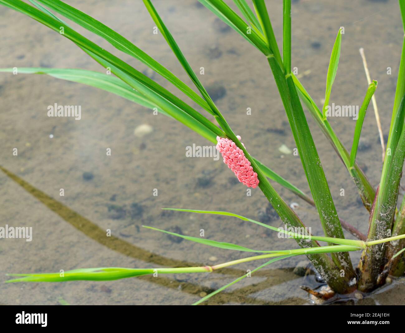Snail eggs hires stock photography and images Alamy