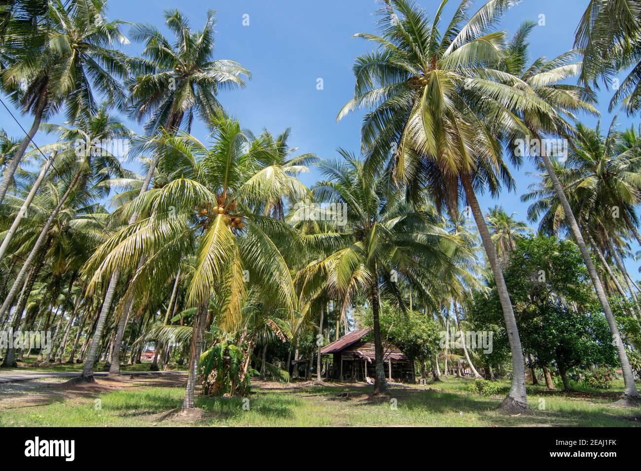 Wooden house in coconut farm at Penang Stock Photo Alamy