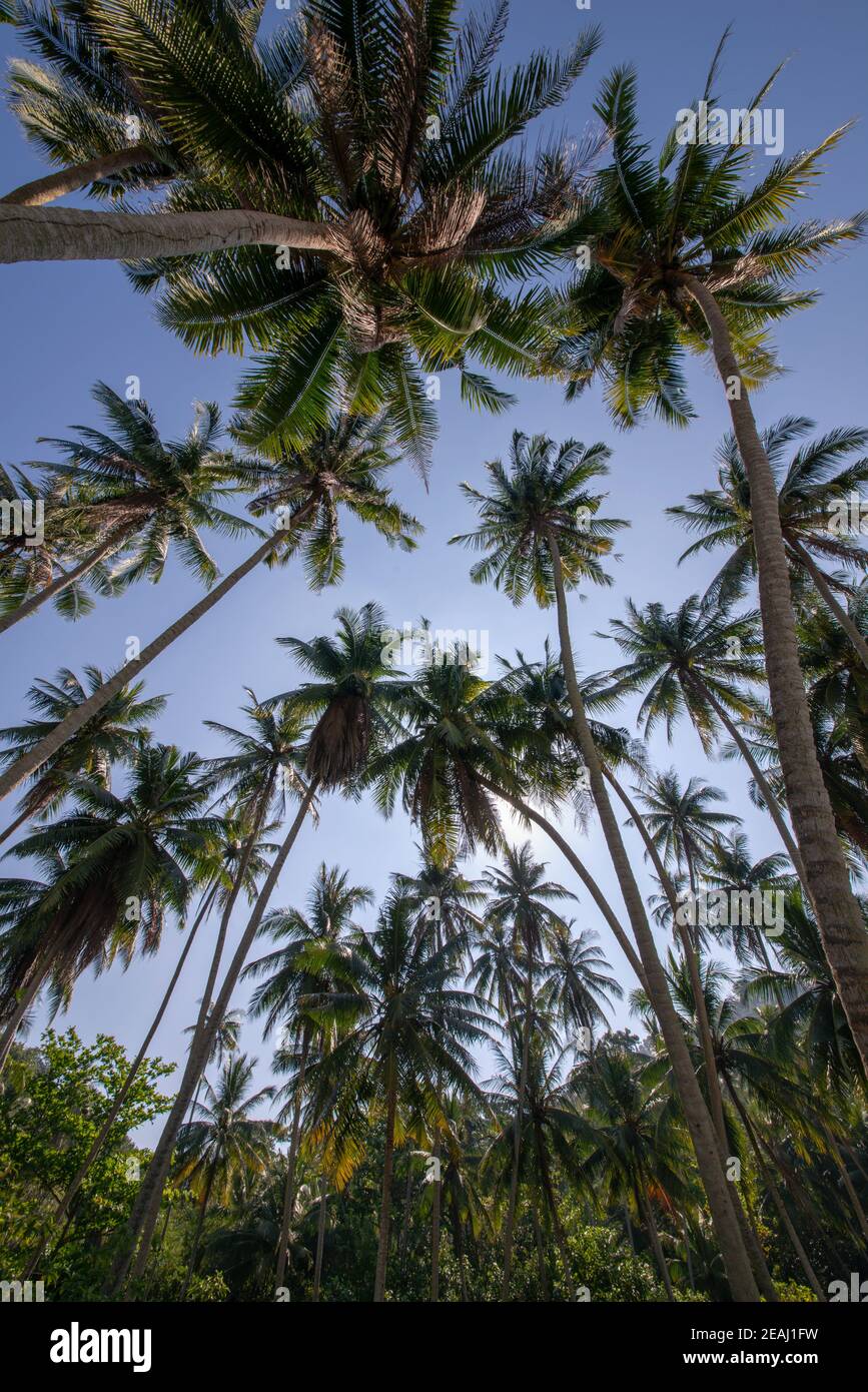 Group of coconut trees Stock Photo