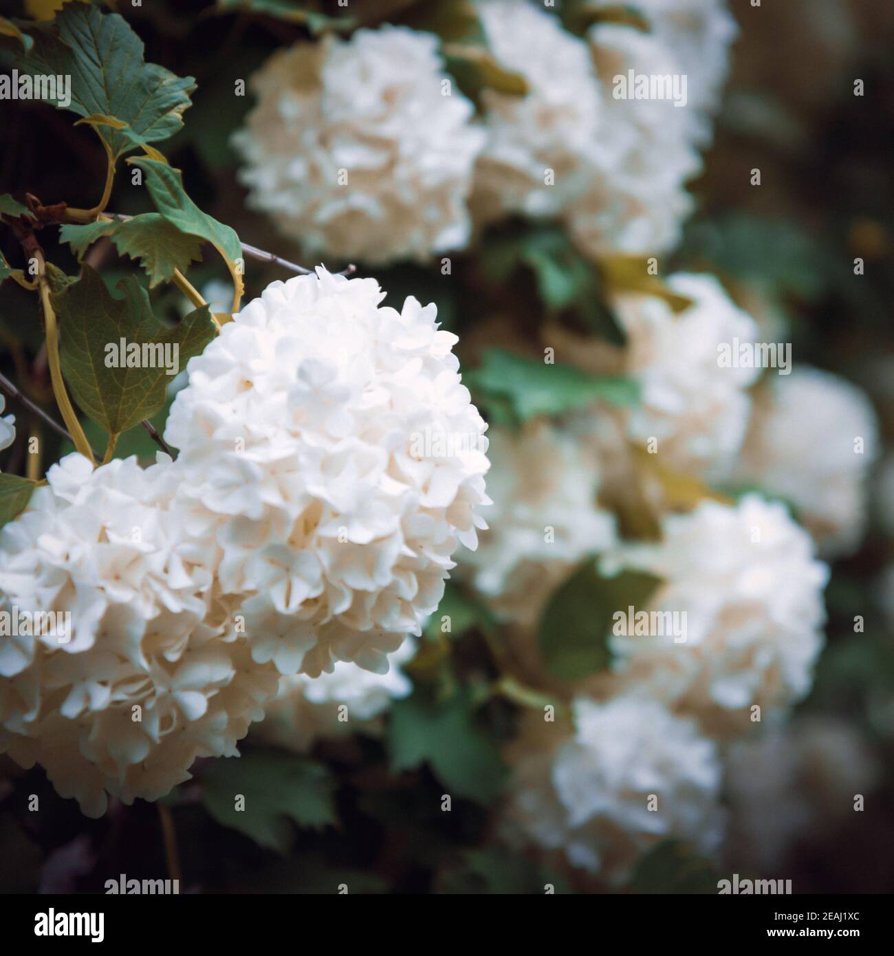 Globular large clusters of white flowers on tall bushes with green leaves. The flowering tree. Stock Photo