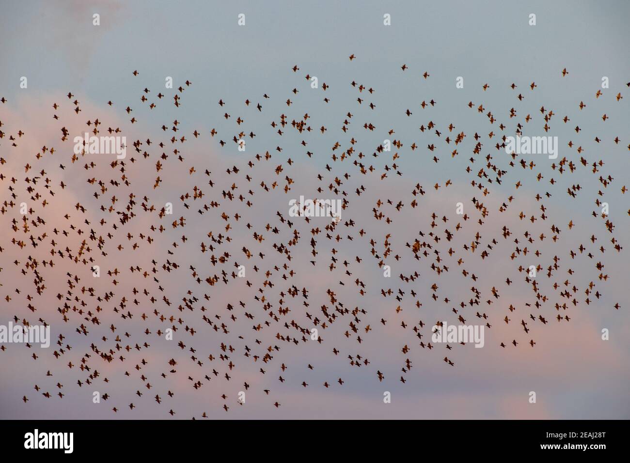 Flock of birds in evening Stock Photo