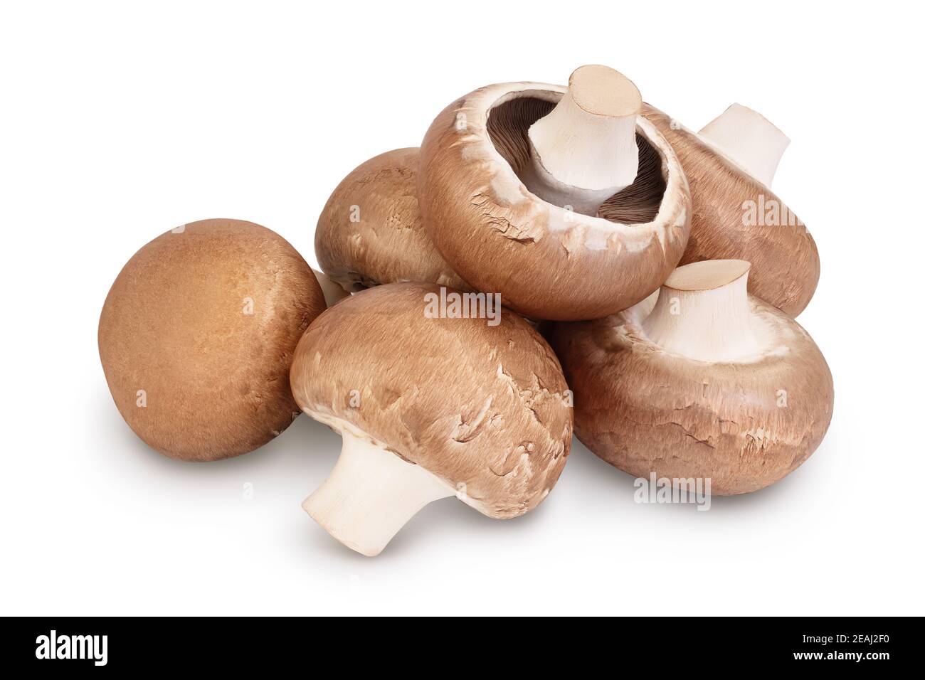 Royal Brown champignon isolated on white background with clipping path and full depth of field, Stock Photo
